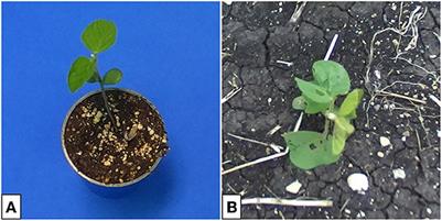 Inside out: transforming images of lab-grown plants for machine learning applications in agriculture